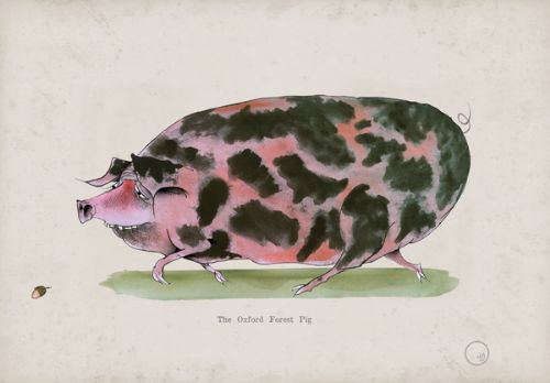 Oxford Forest Pig, fun heritage art print by Tony Fernandes